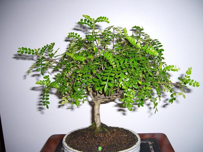 Photo du bonsaï : faux poivrier